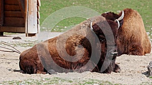 American buffalo known as bison, Bos bison in the park