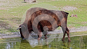 American buffalo known as bison, Bos bison in the park