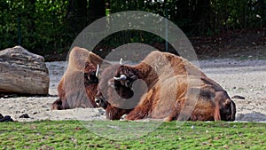 American buffalo known as bison, Bos bison in the park