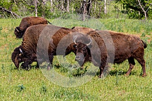 The American Buffalo, Living on the Range in Oklahoma.