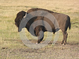 American buffalo profiled in all of his glory and majesty