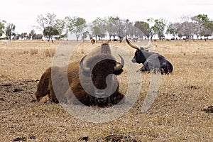 American buffalo resting with Texas longhorn cattle. photo