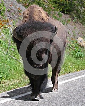 American Buffalo walking on Street in Closeup