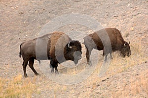 American buffalo ,wyoming national state park yellowstone photo