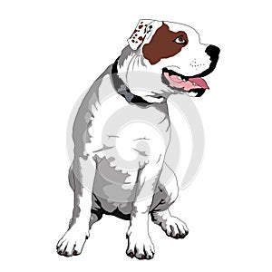 American bulldog