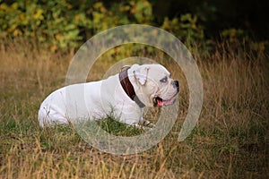 American bulldog