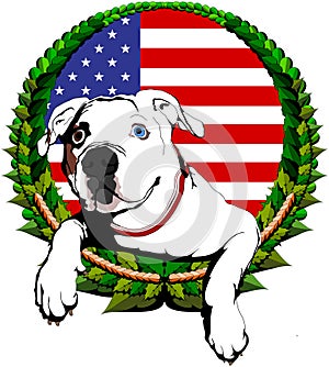 American bulldog with American flag