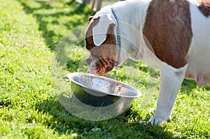 American Bulldog dog are eating on nature