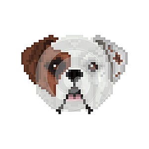 American bulldog, dog head in pixel art style.