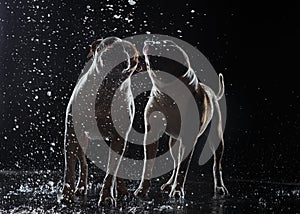 American Bulldog, dog Motion in the water