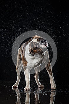 American Bulldog, dog Motion in the water