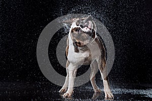 American Bulldog, dog Motion in the water