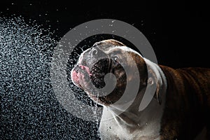 American Bulldog, dog Motion in the water