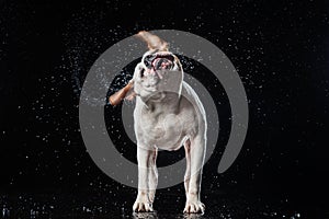 American Bulldog, dog Motion in the water