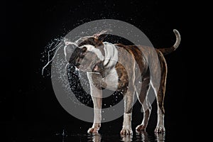 American Bulldog, dog Motion in the water