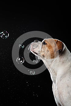 American Bulldog, dog Motion in the water