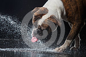 American Bulldog, dog Motion in the water