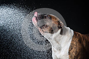 American Bulldog, dog Motion in the water