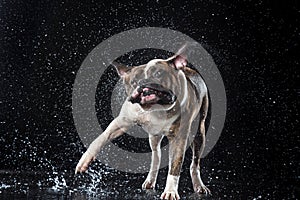 American Bulldog, dog Motion in the water