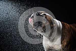 American Bulldog, dog Motion in the water