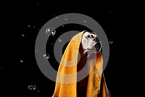 American Bulldog, dog Motion in the water