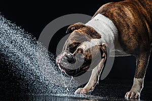 American Bulldog, dog Motion in the water