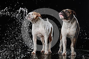 American Bulldog, dog Motion in the water, aqueous shooting