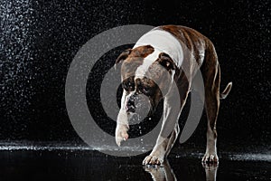 American Bulldog, dog Motion in the water, aqueous shooting