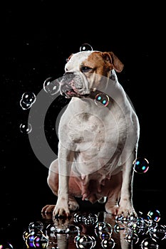 American Bulldog, dog Motion in the water, aqueous shooting