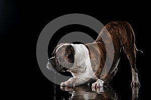 American Bulldog, dog Motion in the water, aqueous shooting