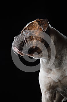 American Bulldog, dog Motion in the water, aqueous shooting