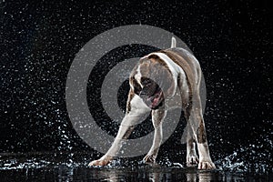 American Bulldog, dog Motion in the water, aqueous shooting