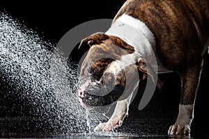 American Bulldog, dog Motion in the water, aqueous shooting