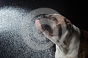 American Bulldog, dog Motion in the water, aqueous shooting