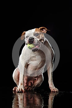 American Bulldog, dog Motion in the water, aqueous shooting