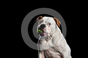 American Bulldog, dog Motion in the water, aqueous shooting