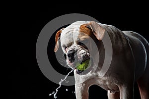 American Bulldog, dog Motion in the water, aqueous shooting