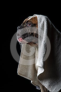 American Bulldog, dog Motion in the water, aqueous shooting