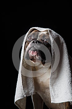 American Bulldog, dog Motion in the water, aqueous shooting