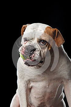 American Bulldog Dog plays with the ball