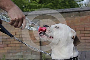 American bulldog is drinking water