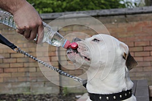 American bulldog is drinking water