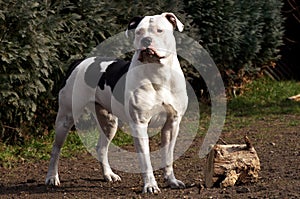 American Bulldog in the garden with wood