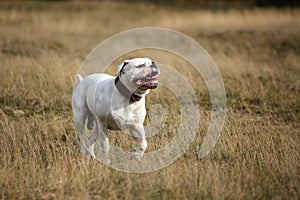 American bulldog in the grass