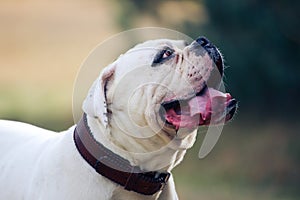 American bulldog happy