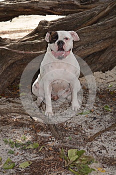 American Bulldog Kepler photo