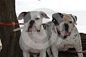American Bulldog Kepler and Bubba photo