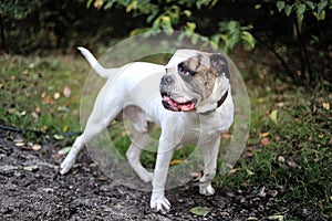 American bulldog looking