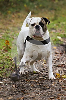 American bulldog looking at ball