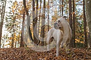 American Bulldog looking in the distance